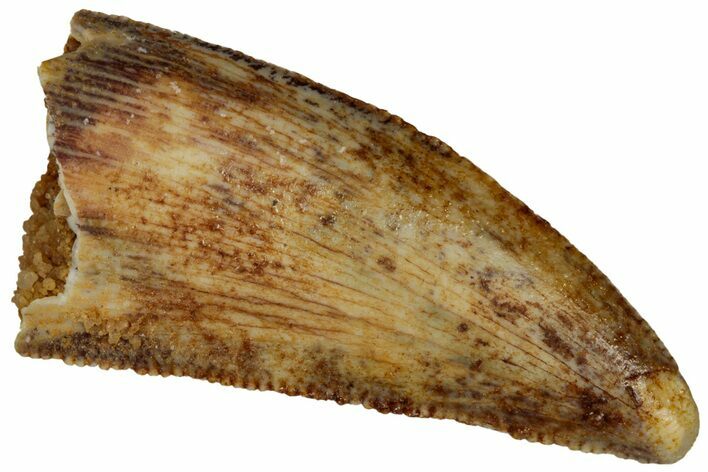 Serrated, Raptor Tooth - Real Dinosaur Tooth #296698